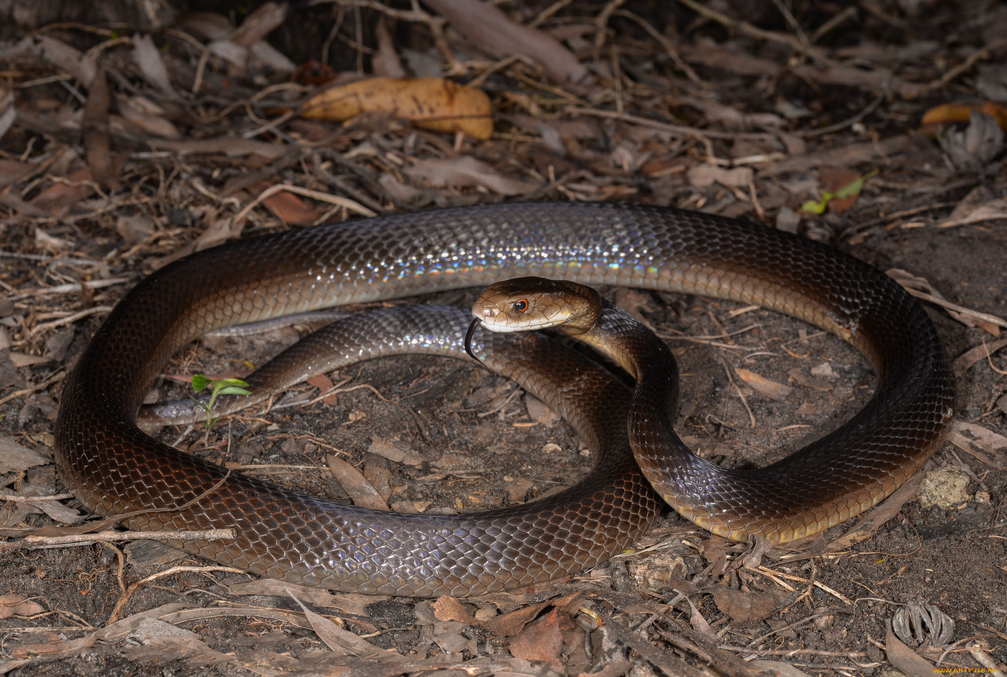 coastal taipan, , ,  ,  , 